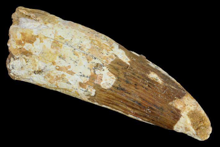 Bargain, Real Spinosaurus Tooth - Robust Tooth #119615